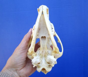 7-1/4 inches Real North American Coyote Skull for $39.99