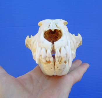 7 inches Real Coyote Skull for $39.99