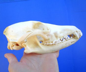 7 inches Real Coyote Skull for $39.99