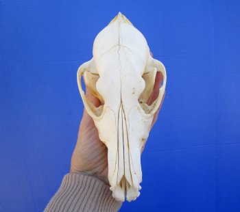 7 inches Real Coyote Skull for $39.99