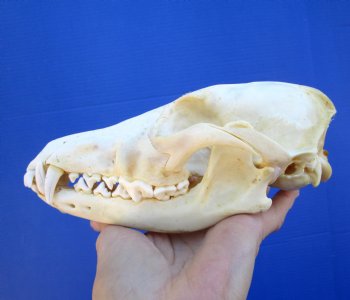 7 inches Real Coyote Skull for $39.99