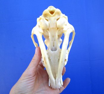 7 inches Real Coyote Skull for $39.99