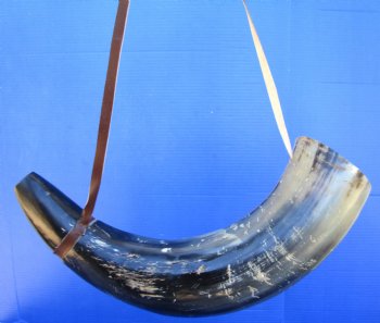 24-1/2 inches Large Viking War Horn, Buffalo Blowing Horn with Leather Strap - Buy this one for $32.99