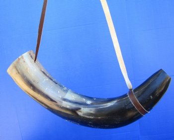 24-1/2 inches Large Viking War Horn, Buffalo Blowing Horn with Leather Strap - Buy this one for $32.99