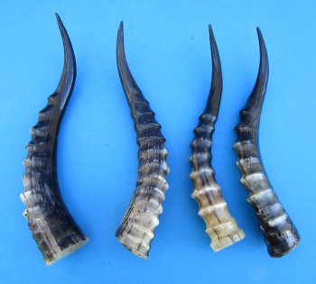 Four Blesbok Horns <font color=red>Polished</font> 12-7/8 to 14-1/2 inches - Buy these for $20 each