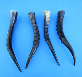 Four Blesbok Horns <font color=red>Polished</font> 12-7/8 to 14-1/2 inches - Buy these for $20 each