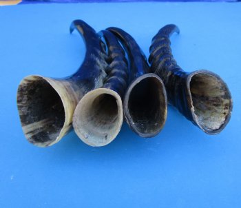 Four Blesbok Horns <font color=red>Polished</font> 12-7/8 to 14-1/2 inches - Buy these for $20 each