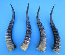 Four Blesbok Horns <font color=red>Polished</font> 12-1/2 to 14 inches - Buy these for $20 each