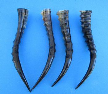 Four Blesbok Horns <font color=red>Polished</font> 12-1/2 to 14 inches - Buy these for $20 each