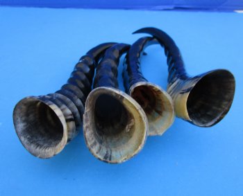 Four Blesbok Horns <font color=red>Polished</font> 12-1/2 to 14 inches - Buy these for $20 each