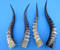 Four Blesbok Horns <font color=red>Polished</font> 13-3/4 to 16 inches - Buy these for $20 each