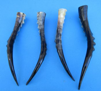 Four Blesbok Horns <font color=red>Polished</font> 13-3/4 to 16 inches - Buy these for $20 each