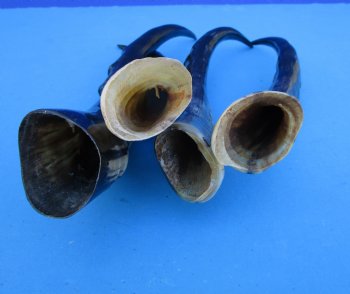 Four Blesbok Horns <font color=red>Polished</font> 13-3/4 to 16 inches - Buy these for $20 each