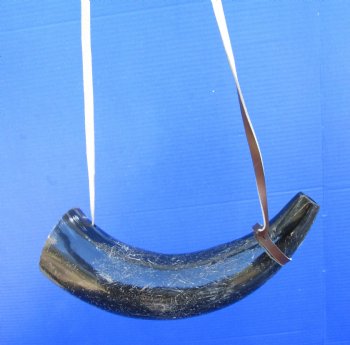 13-1/2 inches Blowing Horn, Viking War Horn with Leather Shoulder Strap for $19.99, 