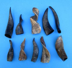 10 Semi-Polished Goat Horns 4 to 7 inches - Buy these for $4.00 each