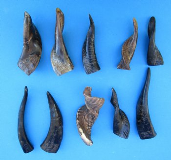 10 Semi-Polished Goat Horns 4 to 7 inches - Buy these for $4.00 each