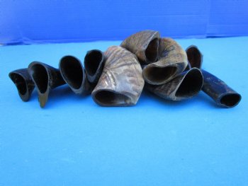 10 Semi-Polished Goat Horns 4 to 7 inches - Buy these for $4.00 each