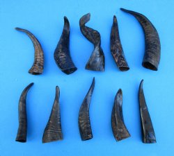 10 Semi-Polished Goat Horns 5 to 8-3/4 inches - Buy these for $4.00 each