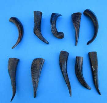 10 Semi-Polished Goat Horns 5 to 8-3/4 inches - Buy these for $4.00 each