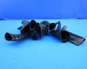 10 Semi-Polished Goat Horns 5 to 8-3/4 inches - Buy these for $4.00 each