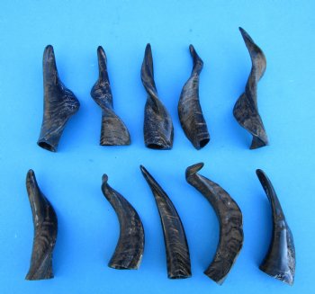 10 Semi-Polished Goat Horns 5 to 8 inches - Buy these for $4.00 each