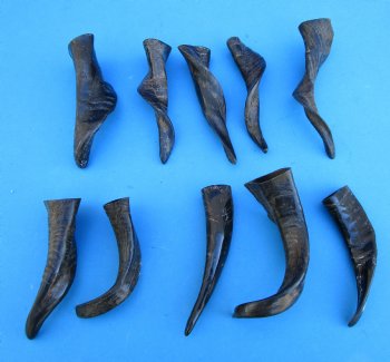 10 Semi-Polished Goat Horns 5 to 8 inches - Buy these for $4.00 each