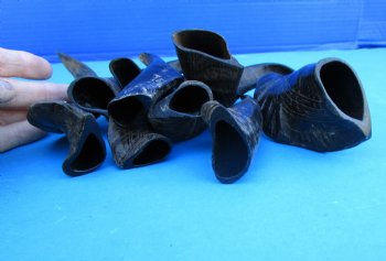 10 Semi-Polished Goat Horns 5 to 8 inches - Buy these for $4.00 each