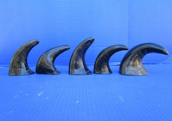 Five Semi-Polished Water Buffalo Horns 6 to 8 inches  - Buy these for $4.00 each