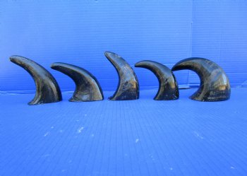 Five Semi-Polished Water Buffalo Horns 6 to 8 inches  - Buy these for $4.00 each