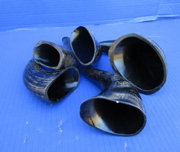 Five Semi-Polished Water Buffalo Horns 6 to 8 inches  - Buy these for $4.00 each