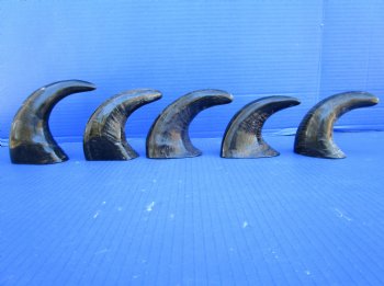 Five Semi-Polished Water Buffalo Horns 6 to 8 inches  - Buy these for $4.00 each