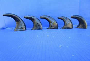 Five Semi-Polished Water Buffalo Horns 6 to 8 inches  - Buy these for $4.00 each