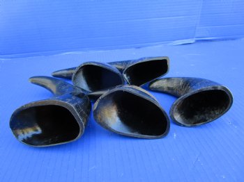 Five Semi-Polished Water Buffalo Horns 6 to 8 inches  - Buy these for $4.00 each