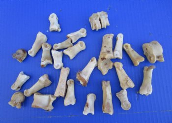 25 Nature Cleaned Whitetail Deer Knuckle Bones with Dried Cartilage 1" to 3" - Buy these for .60 each