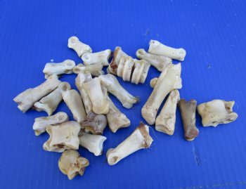 25 Nature Cleaned Whitetail Deer Knuckle Bones with Dried Cartilage 1" to 3" - Buy these for .60 each