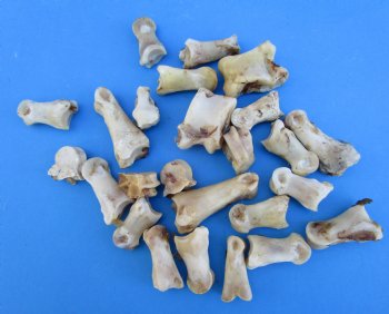 25 Nature Cleaned Whitetail Deer Knuckle Bones with Dried Cartilage 1 to 2-1/2" - Buy these for .60 each