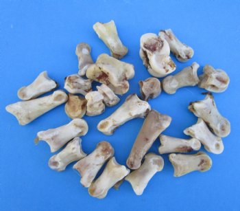 25 Nature Cleaned Whitetail Deer Knuckle Bones with Dried Cartilage 1 to 2-1/2" - Buy these for .60 each