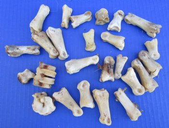 25 Nature Cleaned Whitetail Deer Knuckle Bones with Dried Cartilage 1-1/4 to 2-1/4" - Buy these for .60 each