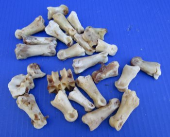 25 Nature Cleaned Whitetail Deer Knuckle Bones with Dried Cartilage 1-1/4 to 2-1/4" - Buy these for .60 each