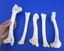 5 Authentic Whitetail Deer Leg Bones 7 to 10 inches for $4.50 each  <font color=red> Sale $3.00 each</font>