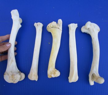 5 Authentic Whitetail Deer Leg Bones 7 to 10 inches for $4.50 each  <font color=red> Sale $3.00 each</font>