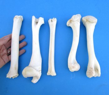 5 Real Whitetail Deer Leg Bones 7 to 10 inches for $4.50 each  <font color=red> Sale $3.00 each</font>