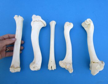 5 Real Whitetail Deer Leg Bones 7 to 10 inches for $4.50 each  <font color=red> Sale $3.00 each</font>