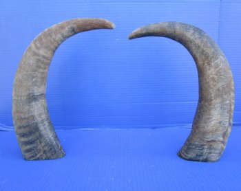  Natural Water Buffalo Horns, Raw Buffalo Horns 16 and 16-1/4 inches - Buy these 2 for $15 each