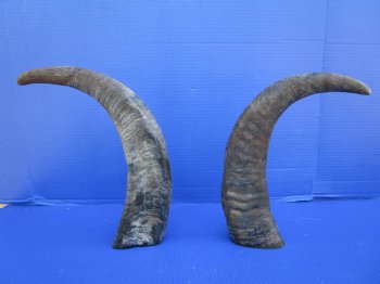  Natural Water Buffalo Horns, Raw Buffalo Horns 16 and 16-1/4 inches - Buy these 2 for $15 each