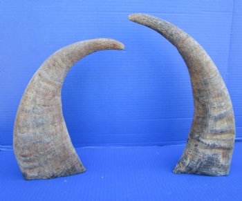  Natural Water Buffalo Horns, Raw Buffalo Horns 15-3/4 and 16-1/2 inches - Buy these 2 for $15 each