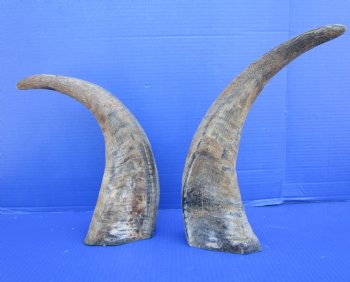  Natural Water Buffalo Horns, Raw Buffalo Horns 15-3/4 and 16-1/2 inches - Buy these 2 for $15 each