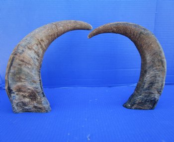  Natural Water Buffalo Horns, Raw Buffalo Horns 16 and 16-3/4 inches - Buy these 2 for $15 each