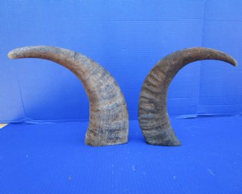  Natural Water Buffalo Horns, Raw Buffalo Horns 16 and 16-3/4 inches - Buy these 2 for $15 each