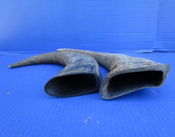  Natural Water Buffalo Horns, Raw Buffalo Horns 16 and 16-3/4 inches - Buy these 2 for $15 each